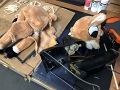 GuttedCaribou_11-2020 (1)
